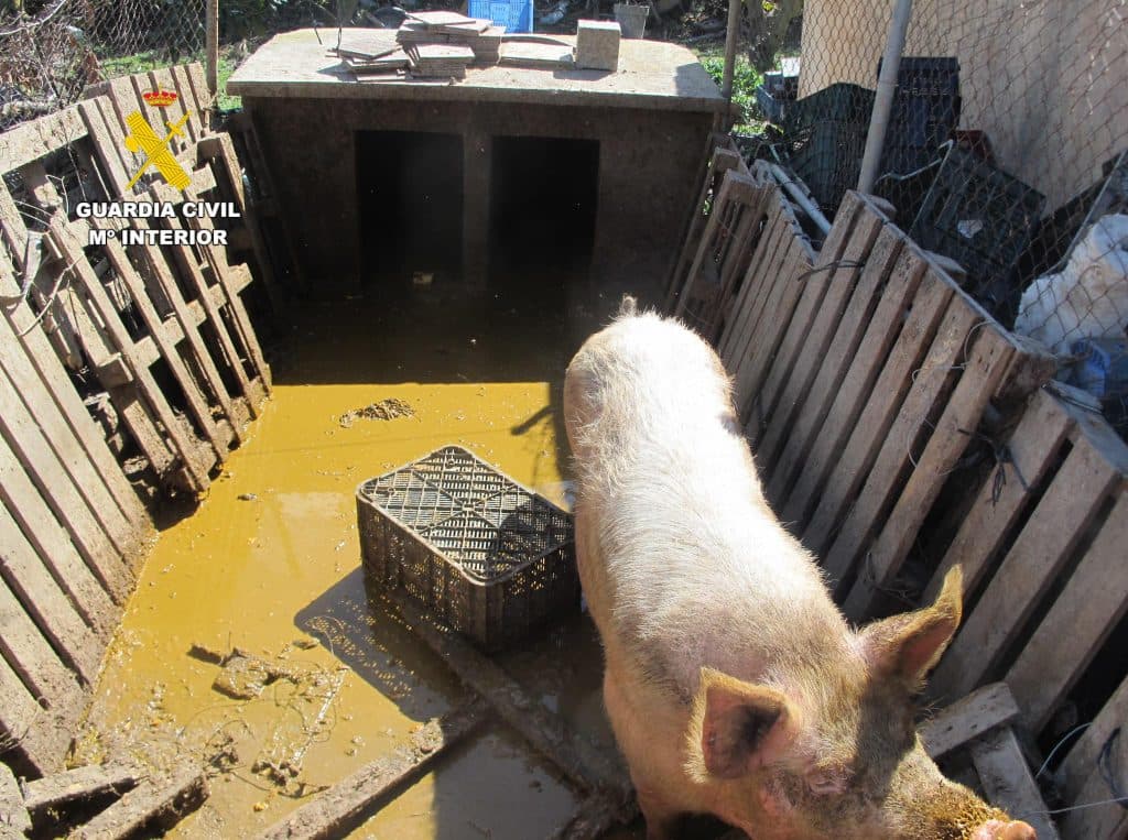 Encuentran en un cortijo de Motril 4 perros y una cerda en deplorables condiciones higiénicas y sanitarias