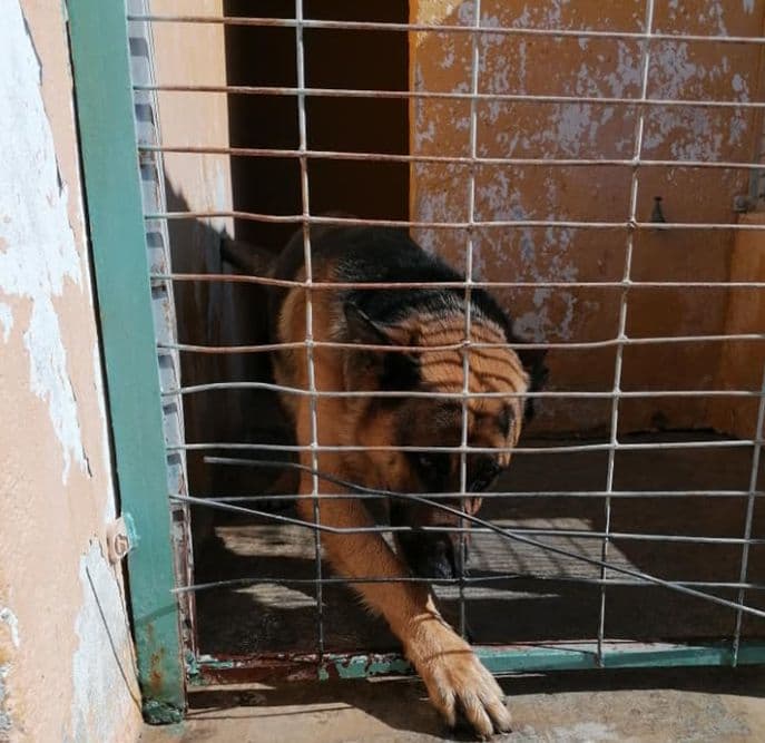 El Ayuntamiento de Motril inicia acciones urgentes en el albergue municipal de animales