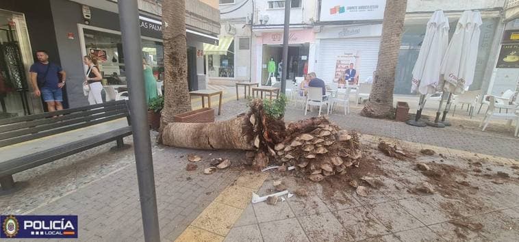 Se desploma una palmera sobre la terraza de un bar en una céntrica plaza motrileña