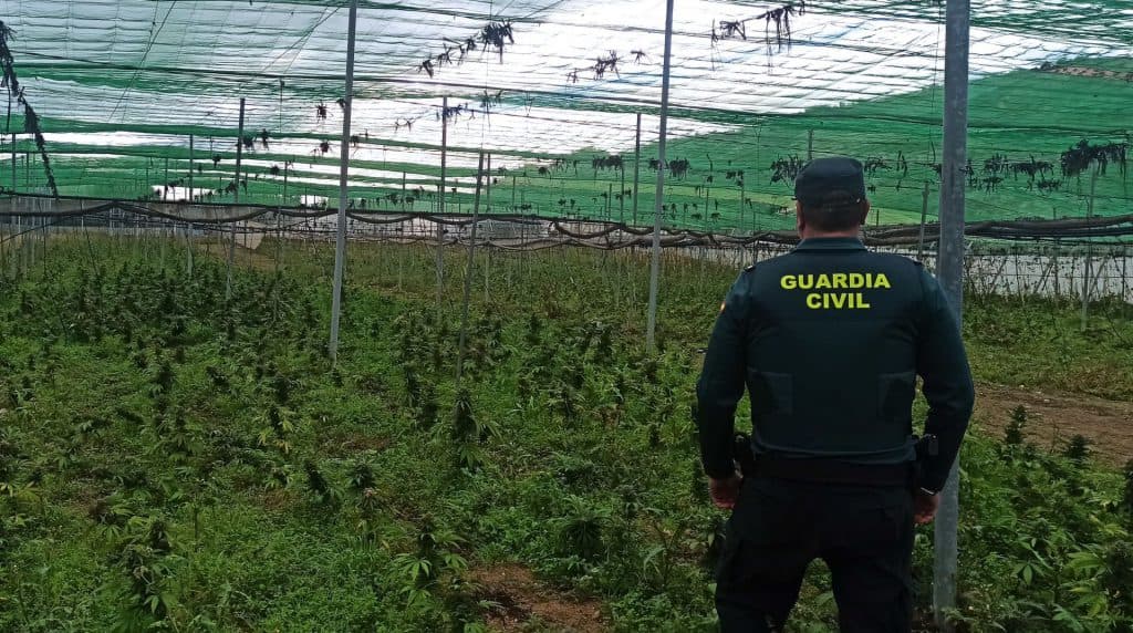 La Guardia Civil descubre un zulo con más de tres mil plantas de cannabis sativa en una vivienda de Moraleda de Zafayona