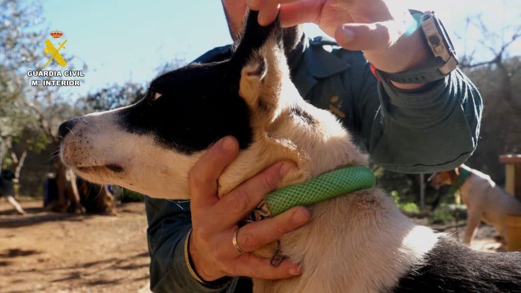58 investigados por mutilar a más de mil perros en varias provincias de Andalucía