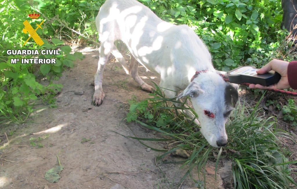 Investigada una persona en Motril por supuesto maltrato animal