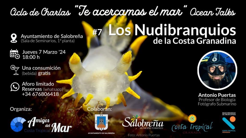 Nudibranquios, las joyas submarinas de la Costa Tropical, protagonistas de la próxima charla de Amigos del Mar en Salobreña