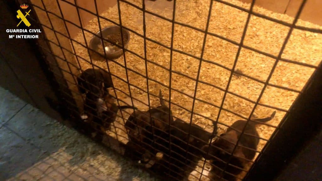 La Guardia Civil desmantela una trama de venta ilegal de cachorros por toda España