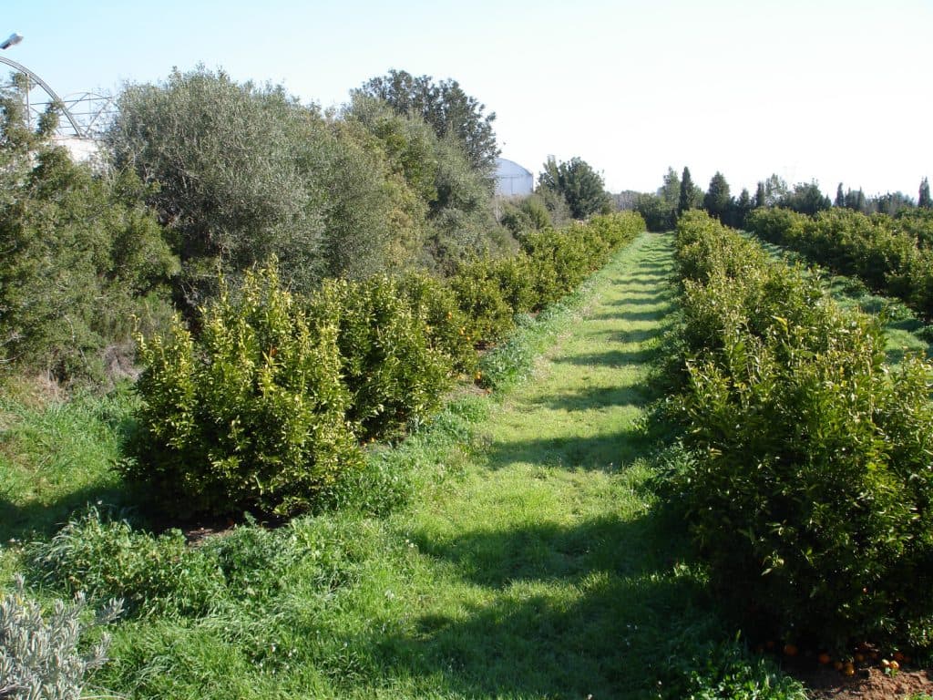 La superficie ecológica andaluza aumenta un 88% en una década y supera los 1,5 millones de hectáreas