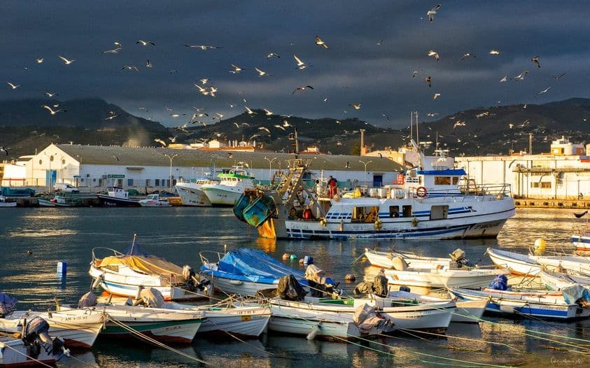 Motril celebrará el foro ‘Conéctate al mar’ dedicado a la difusión de oportunidades laborales del sector marítimo pesquero