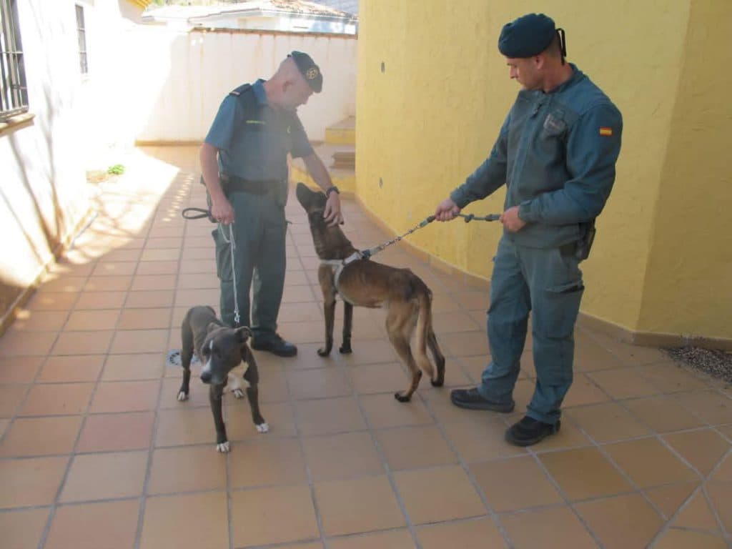 Investigan a un ‘ocupa’ por el abandono de dos perros en Almuñécar