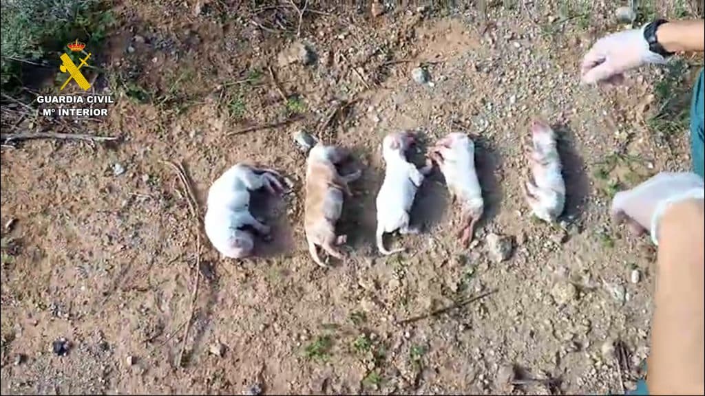 Investigado por abandonar seis cachorros en el interior de un saco de pienso