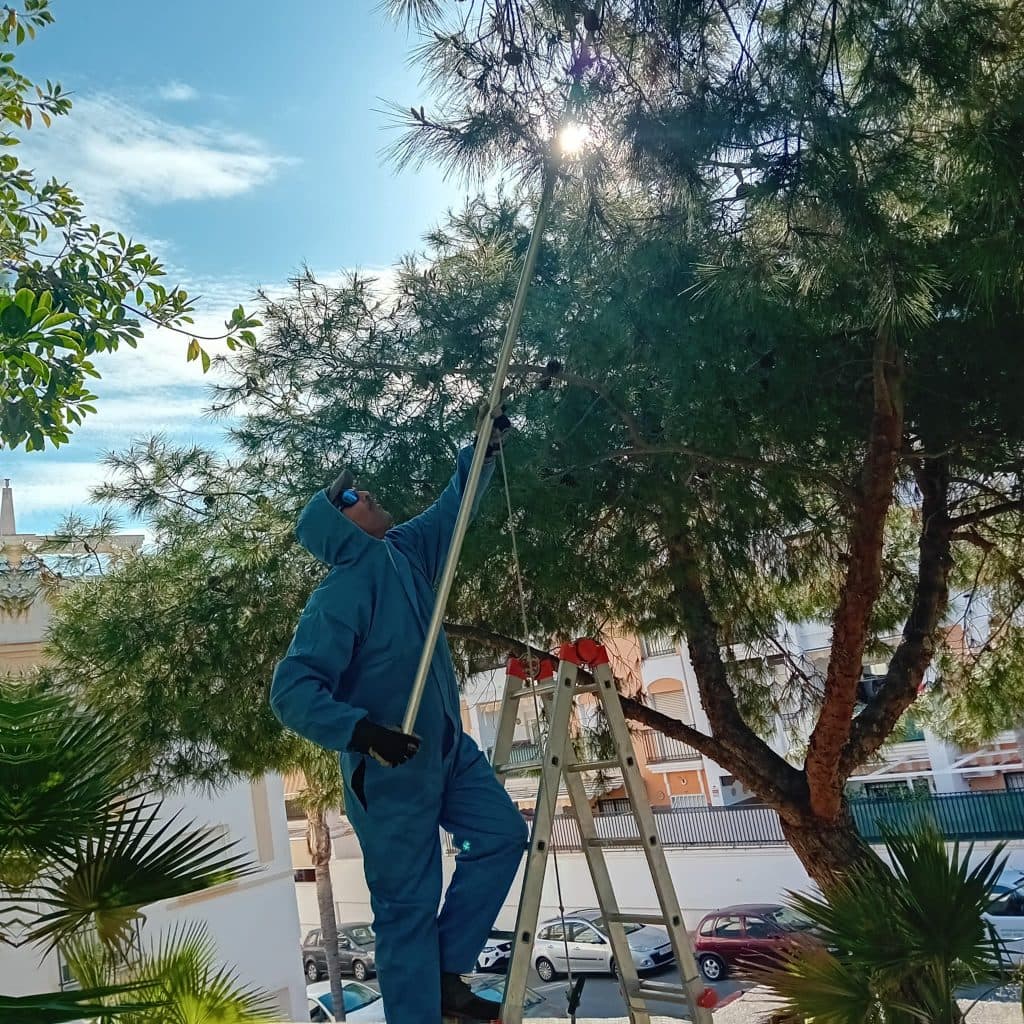 Comienza la campaña contra la procesionaria en los pinos del municipio de Salobreña