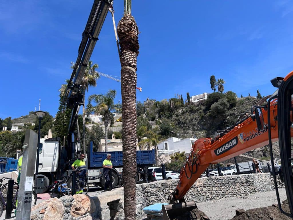 Parques y Jardines de Almuñécar salva una veintena de árboles de la demolición de Turismo Tropical