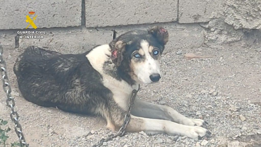 Dos investigados en Granada por maltratar a 17 perros y 10 équidos