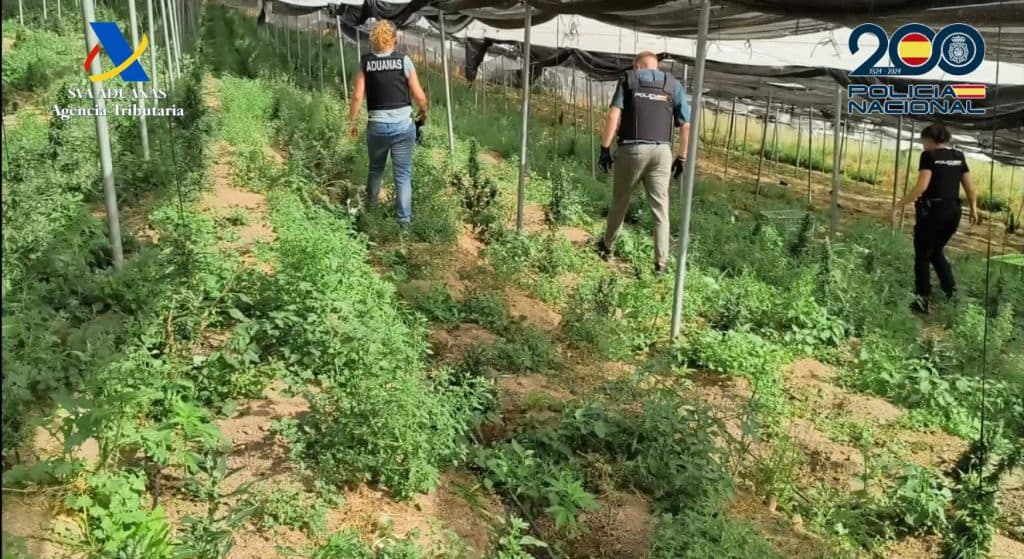 Desmantelada una finca con más de 3.300 plantas de marihuana en Albondón