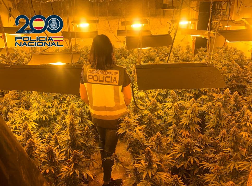 La Policía Nacional desmantela en la provincia granadina tres plantaciones de marihuana con más de 550 plantas