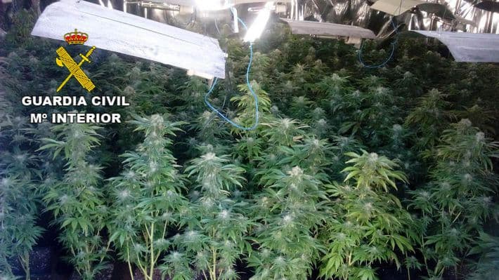 Un detenido en Ítrabo por cultivo de drogas y maltrato animal