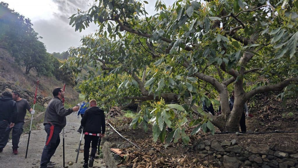 Balance positivo del taller práctico de poda de aguacate impulsado por el Ayuntamiento de Almuñécar