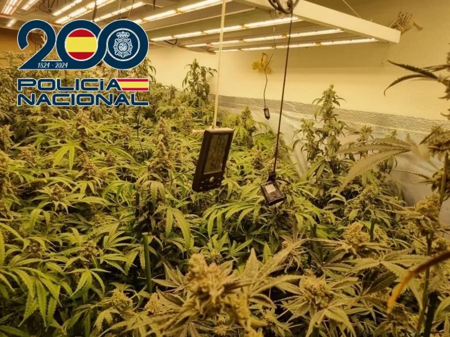 Una red criminal producía marihuana en Granada y la exportaba principalmente a Alemania y Grecia
