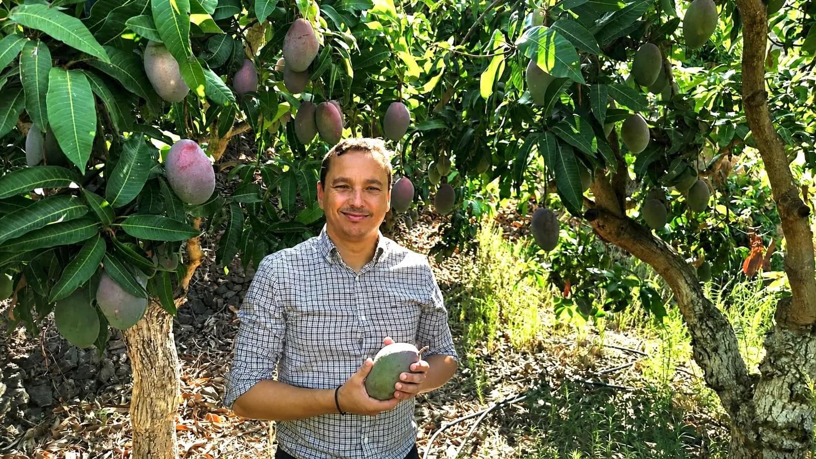 Almuñécar da el pistoletazo de salida a la campaña del mango, que se adelanta por las altas temperaturas
