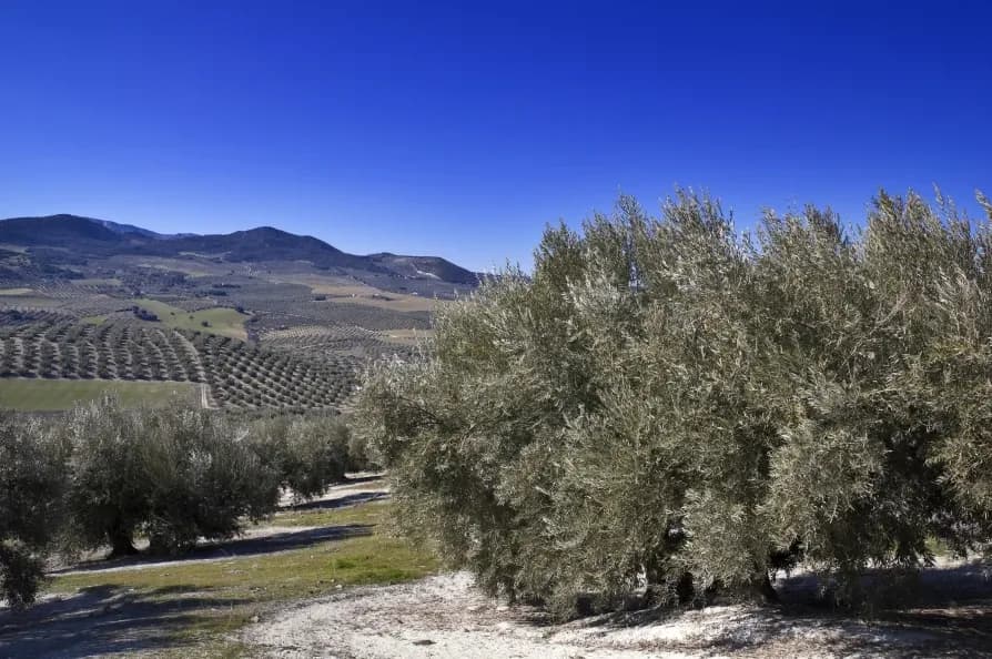 FAECA Granada «consolida su liderazgo en PAC» al gestionar más de 15.000 expedientes, uno de cada dos de la provincia