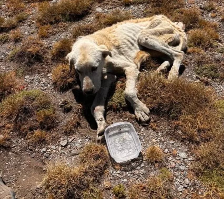 La Policía Adscrita investiga en Granada al propietario de un perro por un presunto delito de maltrato animal