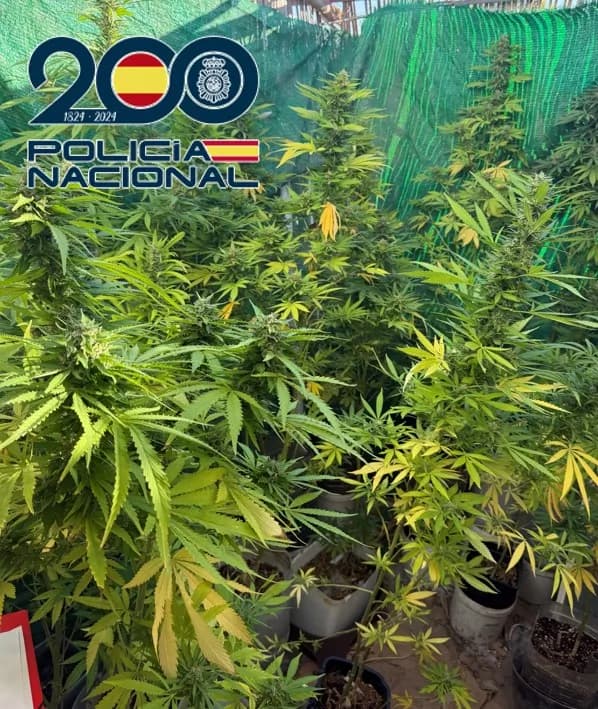 La Policía Nacional incauta más de 220 plantas de marihuana y desmantela un invernadero y dos plantaciones de exterior