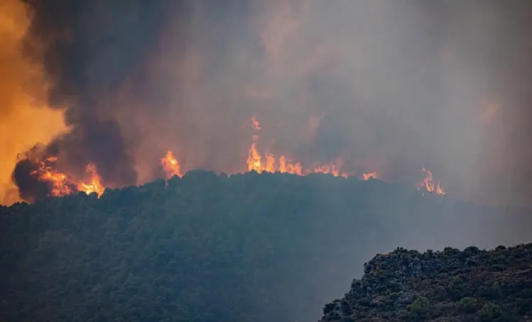 Los Guájares recupera 81 hectáreas de las 5.000 afectadas en el incendio de 2022