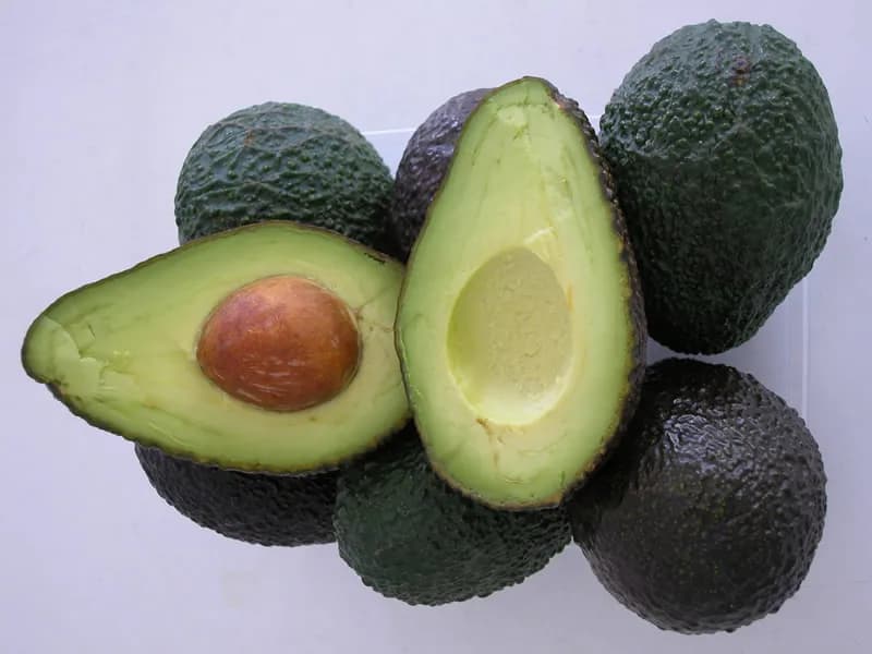 La producción de aguacate de Andalucía crece casi un 45% en volumen y un 35,5% en valor en 2025-2026