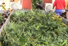 Localizan un centro de producción de marihuana tras un incendio en los bajos de un bar