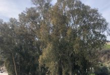 Órgiva prepara un Plan de Arbolado Urbano