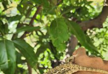 ¿Sabes cuántos camaleones hay censados en Almuñécar?