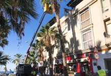 Almuñécar y La Herradura llevan a cabo la limpieza de más de 10.000 palmeras en la vía pública