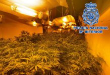 Cultivaba 237 plantas de marihuana en pleno centro de Motril