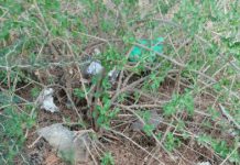 QUERIDA LUISA, MIRE AL MIRADOR…