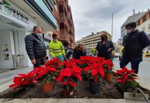 La Flor de Pascua llena de color el casco urbano y anejos como reclamo estético y comercial de Motril