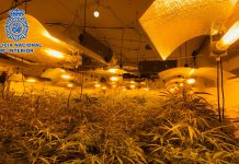 La Policía Nacional ha realizado durante el pasado mes de diciembre 22 operaciones contra el tráfico de drogas en Granada y Motril que se han saldado con 13 detenciones y más de 1.300 plantas de marihuana incautadas