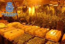 La Policía Nacional ha realizado durante el mes de diciembre 26 operaciones antidroga en Granada y Motril, que se han saldado con 11 detenciones, superando las 13.000 plantas incautadas