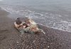 La tortuga boba aparecida en la playa Punta del Río es una especie protegida