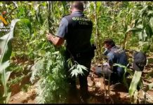 Sorprenden a tres individuos despalillando una planta de marihuana en una finca de Vélez de Benaudalla