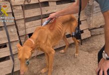 La Guardia Civil rescata a 39 perros en pésimas condiciones
