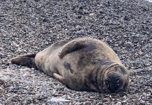 Aparece una foca gris en la playa del Cable de Motril