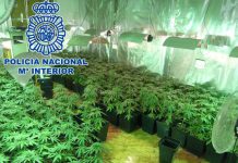 460 plantas de marihuana: La plantación estaba escondida en un paraje agreste cerca de Motril