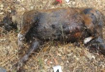 Ocurrió en Salobreña: Investigan a un varón de Santa Fe por abandonar a su perro para que muriese entre unas cañas