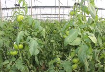 Las exportaciones agroalimentarias andaluzas superan nuevamente su récord en valor económico con 8.141M€ en el primer semestre de 2022