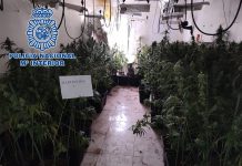 Incautadas más de 860 plantas y más de 2 kilos de cogollos de marihuana en un operativo contra la defraudación del fluido eléctrico en Granada