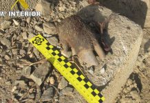 La Guardia Civil investiga en Salobreña al propietario de una finca de mangos por colocar lazos de acero para protegerla de los jabalíes