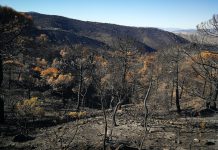 La versión de la Asociación Buxus sobre el incendio de Los Guájares