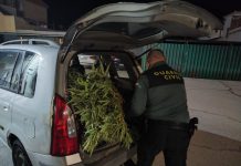 La Guardia Civil intercepta un vehículo que transportaba 158 plantas de marihuana por la A-92N