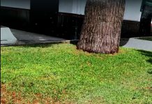 El PSOE traslada a la alcaldesa las quejas de vecinos de la Huerta de la Condesa «por el desastroso mantenimiento de los espacios públicos»