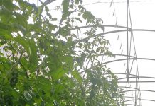 Un proyecto analiza el uso de abonos nitrogenados en cultivo bajo invernadero