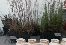 El Ayuntamiento de Salobreña vuelve a repartir árboles entre sus vecinos