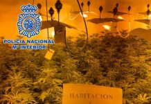 La Policía Nacional desmantela una plantación de marihuana in door en un piso con 340 plantas